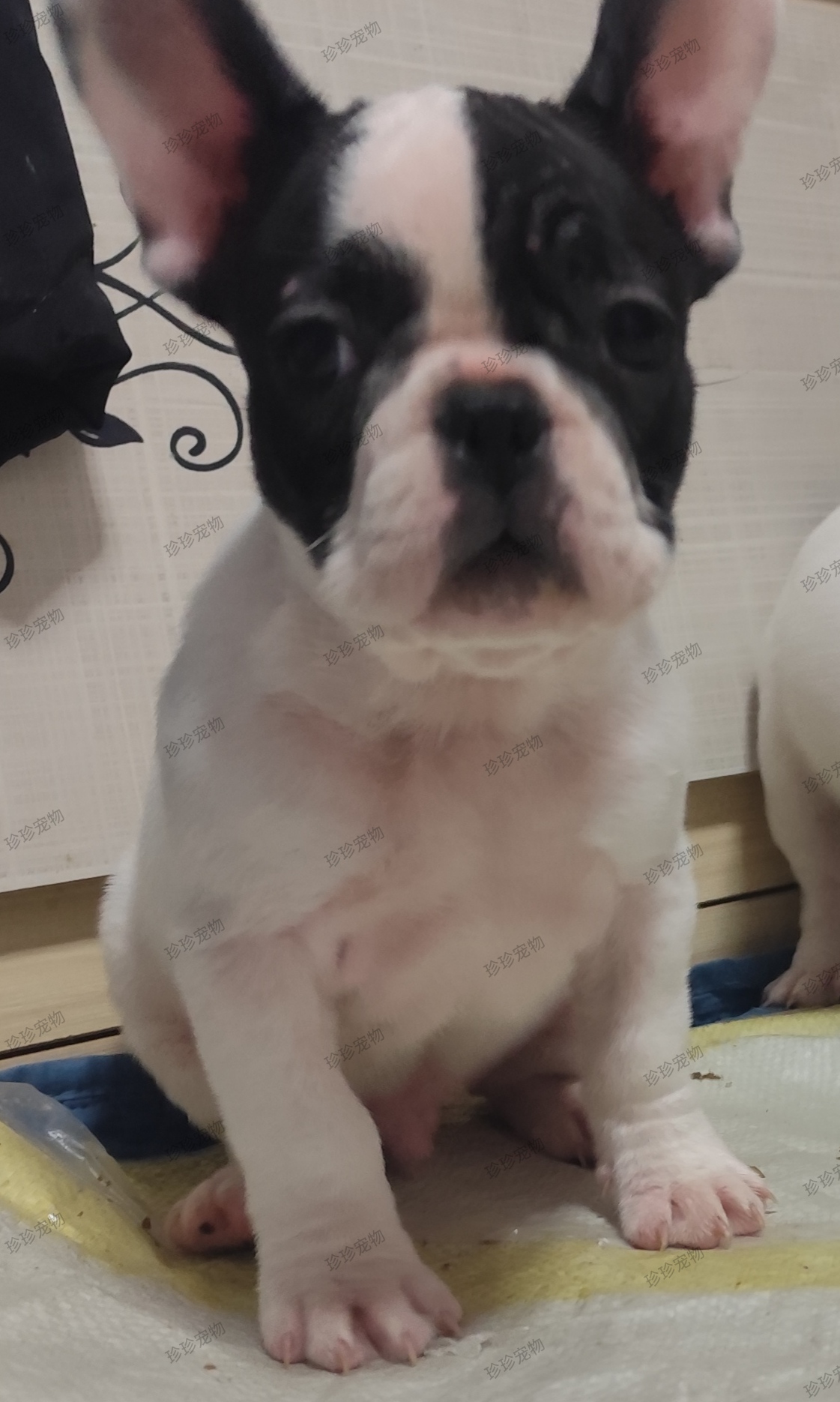 法国斗牛犬幼犬法牛法斗公2月龄健康活泼